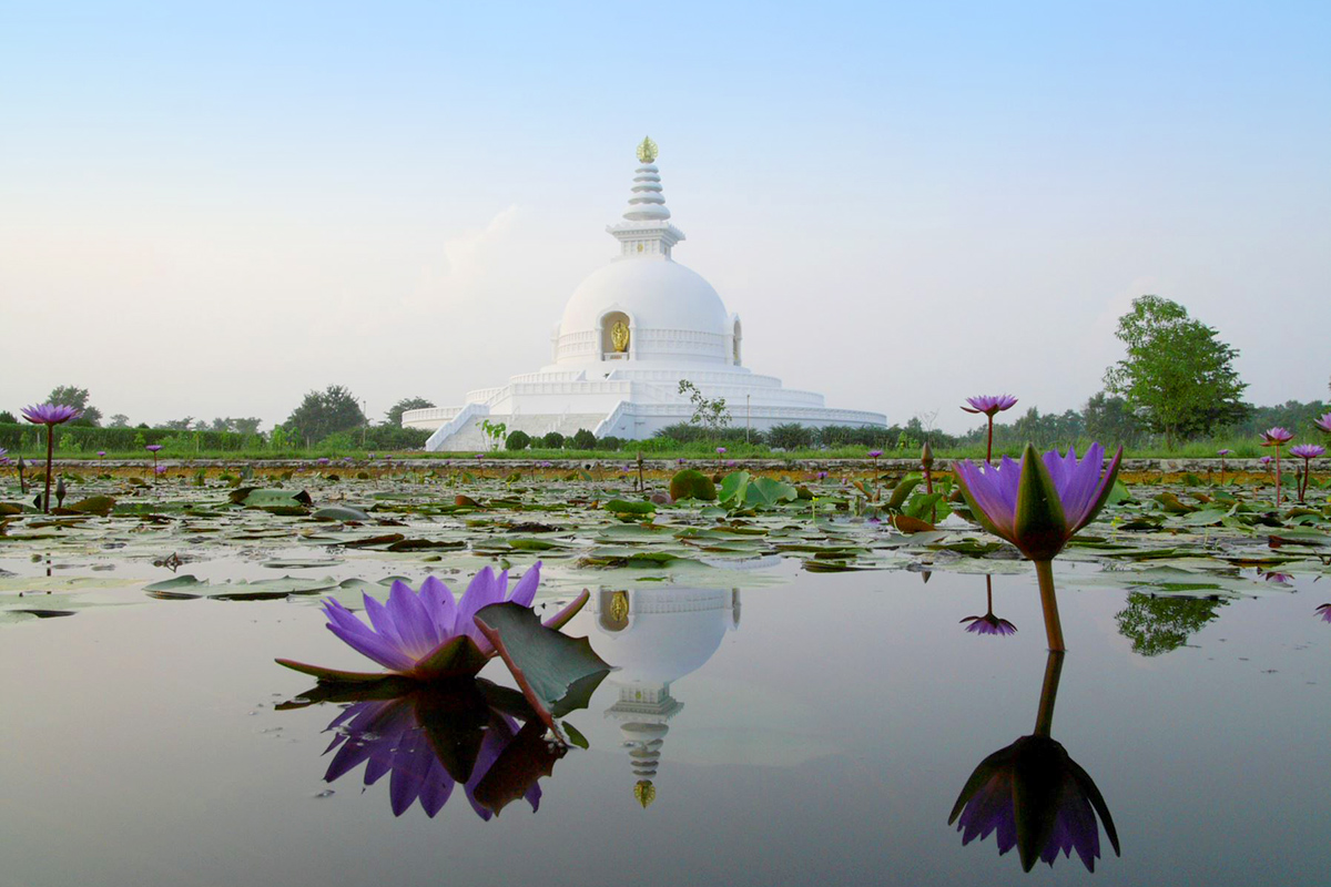 A pond with lotus flowers with a white temple in the background