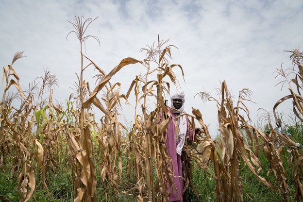 Chad farmer Mahamat Kary surveys his flood-battered maize crop. He received WFP assistance.