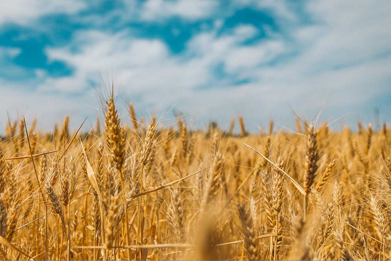 Wheat field