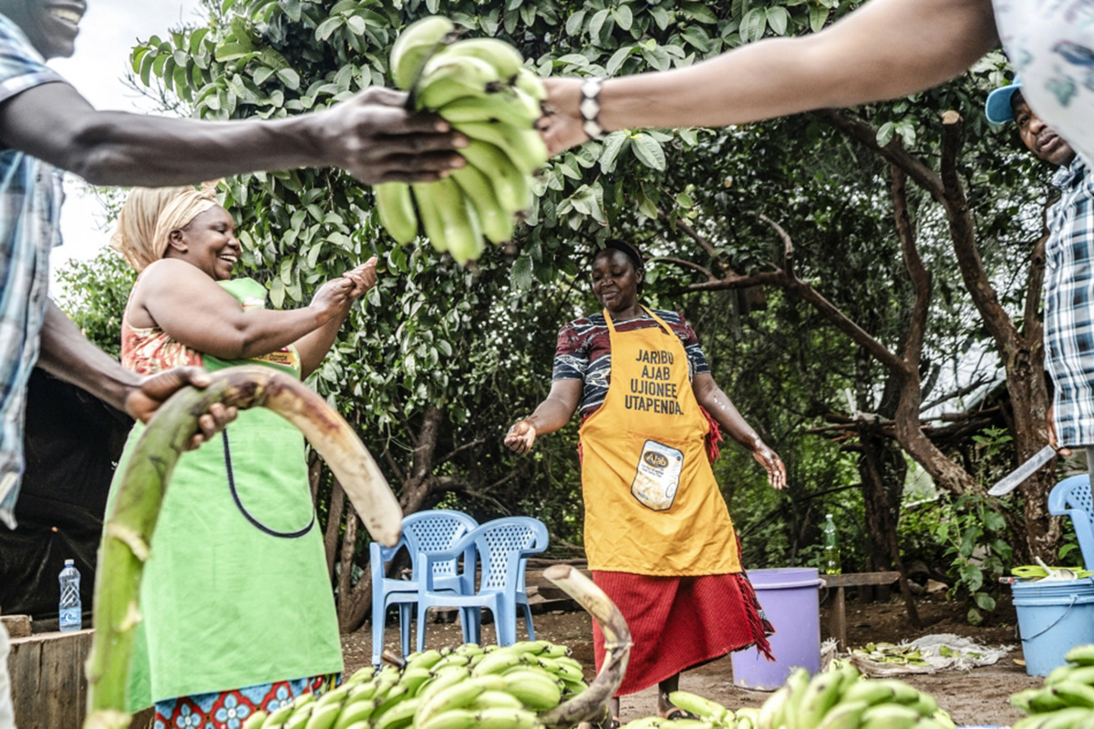 Women harvesting bananas.