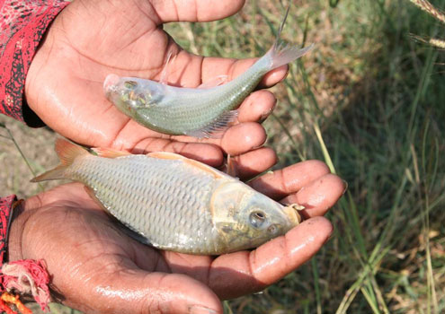 Acuicultura en el embalse