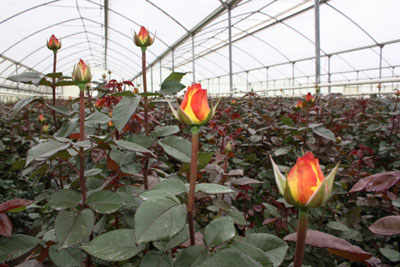 Criadero de rosas en Kenia