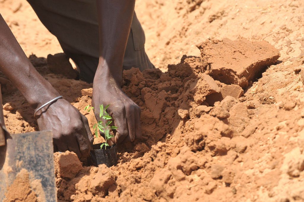 Un agricultor siembra semillas de acacias en Liguere, Senegal. Foto: FAO/Seyllou Diallo