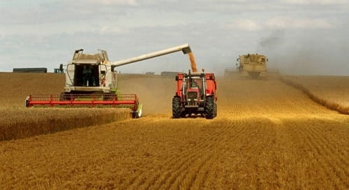 Combine harvesters work the fields in France