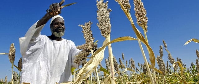 Farmer Harvests Sorghum Seeds in Sudan UN Photo/ Fred Noy