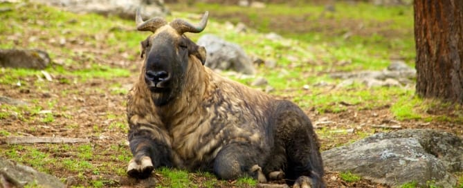 Photo: The takin, also called cattle chamois or gnu goat, is a goat-antelope found in the eastern Himalayas and is the national animal of Bhutan.