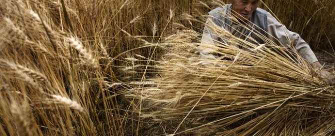 Photo: A farmer harvests his wheat crop in Bamyan, Afghanistan.