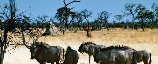 Photo: Wildebeest seek grass in Africa.