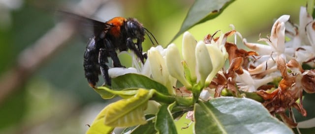 Photo: A bee does its business in Kenya