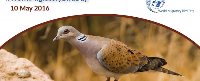 Photo:The population of European turtle doves, seen here, has declined by 30 per cent throughout Europe since the start of the millennium and in some countries by as much as 80 per cent.