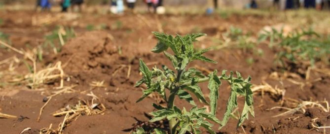 Photo: With irrigation use becoming more widespread in the Caribbean, countries’ fresh-water supplies will become increasingly important. Photo: FAO