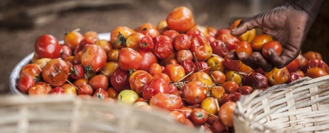 Photo: Almost one-third of food produced for human consumption – approximately 1.3 billion tonnes per year – is either lost or wasted globally. Photo: FAO/Giulio Napolitano