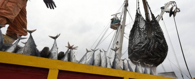 Photo: Offloading tuna in Côte d’Ivoire at Abidjan’s main port. Photo: FAO/Sia Kambou