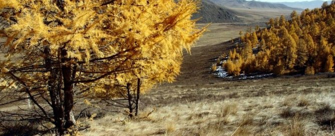 Photo: Larch trees in Mongolia’s Altansumber forest. Photo: FAO/Sean Gallagher
