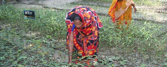 Photo: Women in Char Kukri-Mukri, Bangladesh, tend to mangrove saplings which will be turned into a mangrove forest to protect the eroding coast.