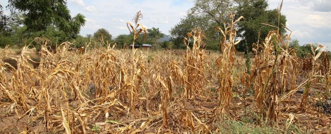 Photo: Wilted crops in Neno district, Malawi.