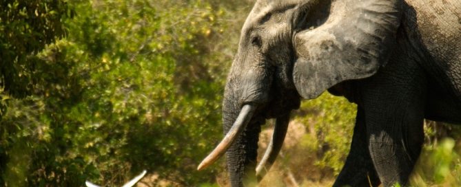 Photo: An elephant in Ghana