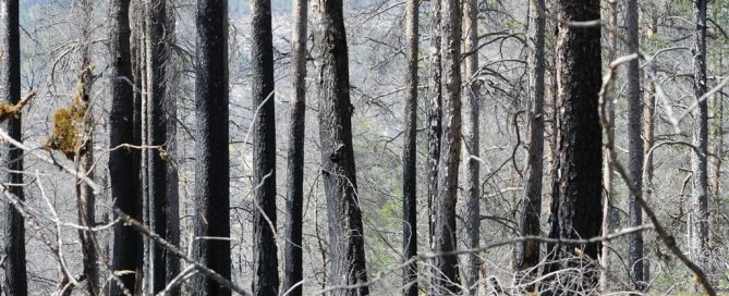 Photo: Evidence of a forest fire in Mykland, Norway.