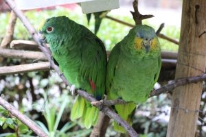 Photo: Ecuadorian birds at the Convento de San Francisco.