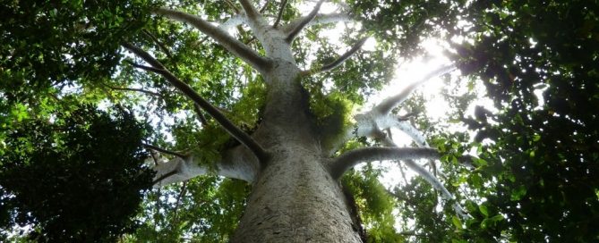 Photo: Forests play a critical role for many countries in their ability to mitigate climate change.