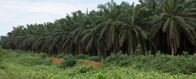 Photo: Industrial-scale oil palm plantation, Cameroon.