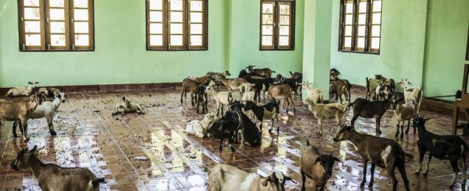 Photo: Goats await sorting in a school in Maungday, Myanmar.
