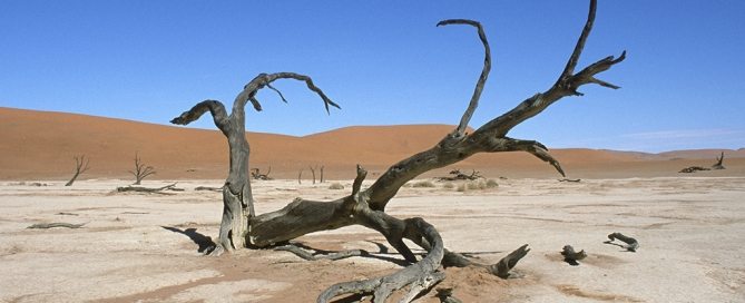 Photo: A fallen tree in Namibia's Namib desert.