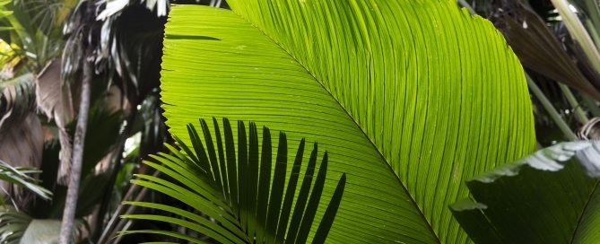 Photo: Detail of palm leaves in the Primeval Palm forest during the trip of Secretary-General Ban Ki-moon to Praslin Island to visit the Vallée de Mai Nature Reserve, a UNESCO World Heritage Site.