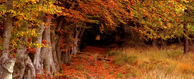 elm Muir Forest of West Lothian, Scotland.