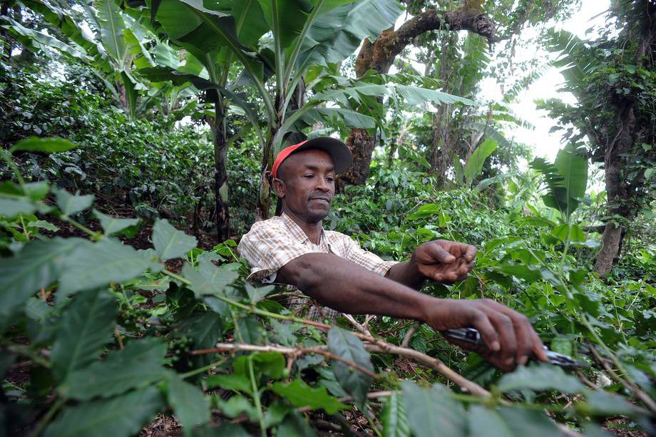 Sustainably managed forests hold vast potential to play a decisive role in ending hunger, improving livelihoods and combating climate change. Photo: FAO/Simon Maina