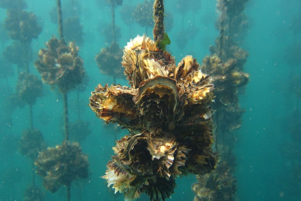 Oysters growing in Kesennuma Bay. Photo/Mori wa Umi no Koibito