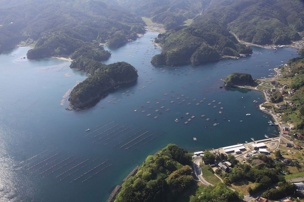 Overview of floating oyster farms in Kesennuma Bay. Photo/Mori wa Umi no Koibito