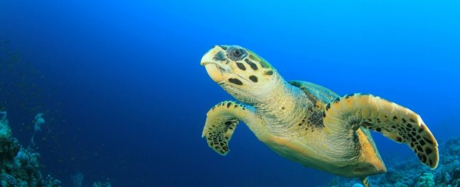 Image: Sea turtle