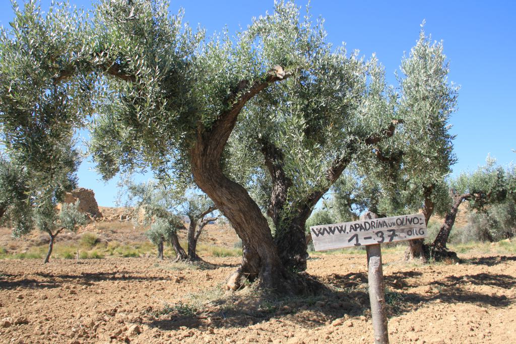 Adopt an Olive Tree - United Nations Sustainable Development
