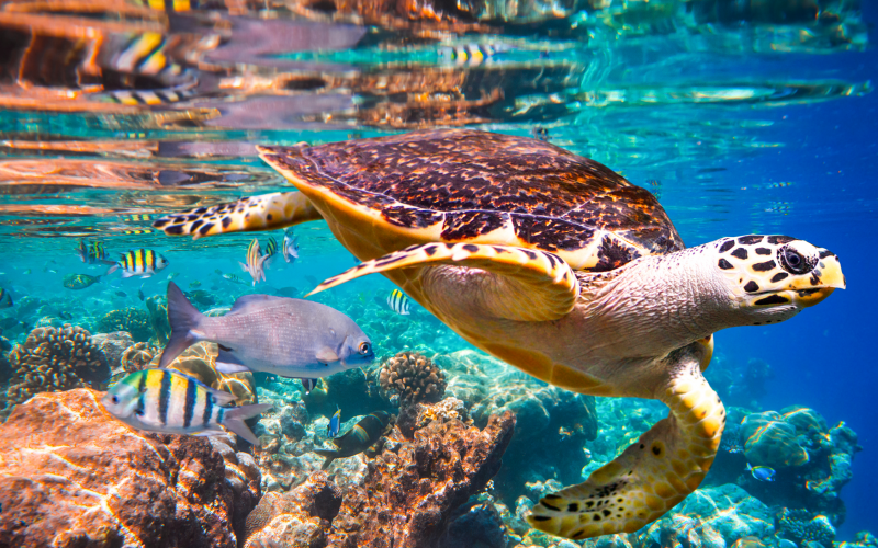 Catastrophic': UK has lost 90% of seagrass meadows, study finds, Coastlines