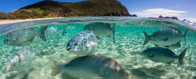 © Ocean Image Bank/Jordan Robin A school of fish swim in the Pacific Ocean in Australia.