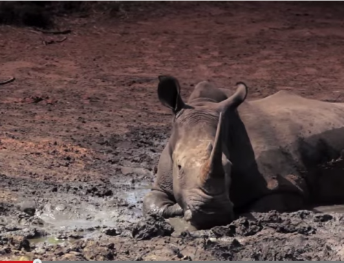 جنوب افريقيا: وحيدُ القرن في خطر