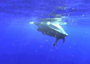 ترينيداد: حماية السلاحف