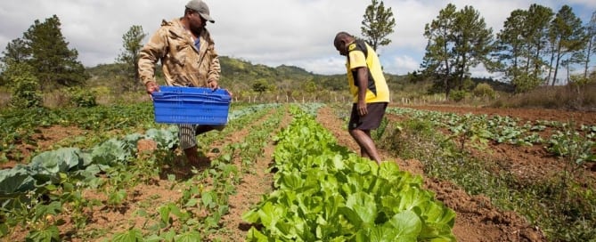 Los agricultores que cultivan lechuga y otros vegetales en las tierras altas de Bevatu , Nadrau, Viti Levu, Fiji. Foto: FIDA / Susan Beccio