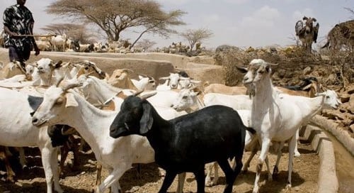 La peste que afecta a las cabras y ovejas supone una grave amenaza para pequeños ganaderos. Foto: FAO/Giulio Napolitano