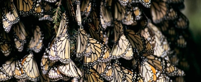 Mariposas en México, uno de los países con mayor diversidad ecoloógica. Foto: Banco Mundial/Curt Carnemark