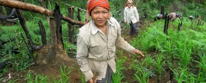 Unas mujeres de la tierras altas sacan las malezas de sus campos de arroz, un método integrado de la agrosilvicultura en la aldea de Mokpon, Laos. Foto ONU/Lamphay Inthakoun