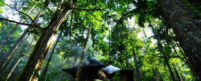 Damar bosque en Indonesia. Foto ONU/ Eva Fendiaspara