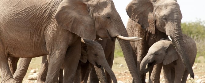 La Unión Internacional para la Conservación de la Naturaleza (UCN) considera vulnerables a los elefantes africanos, que son cazados de manera furtiva por sus colmillos de marfil. Foto PNUMA GRID Arendal/Peter Prokosch