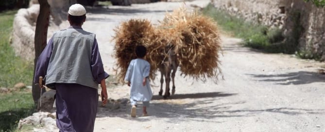 Un granjero afgano y su hijo acarrean trigo. Foto FAO/Giuilio Napolitano