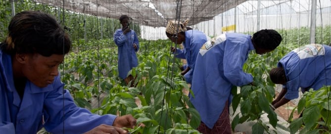 En Katibougou, en las afueras de Bamako, Malí, los trabajadores podan cuidadosamente las plantas en un invernadero donde se cultivan sandías, pimientos, tomates y otras verduras. Foto Banco Mundial/Dominic Chavez