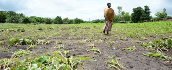 Las inundaciones de principios de 2015 en Malawi causaron daños graves a la agricultura y arruinaron gran parte de las tierras fértiles del país. Foto: PNUD/Arjan van de Merwe