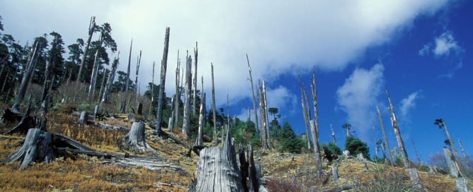 Deforestación en Buthán. Foto: Banco Mundial/Curt Carnemark