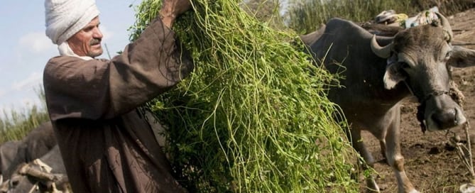 Un agricultor egipcio alimenta con forraje fresco a las vacas. Foto: FAO