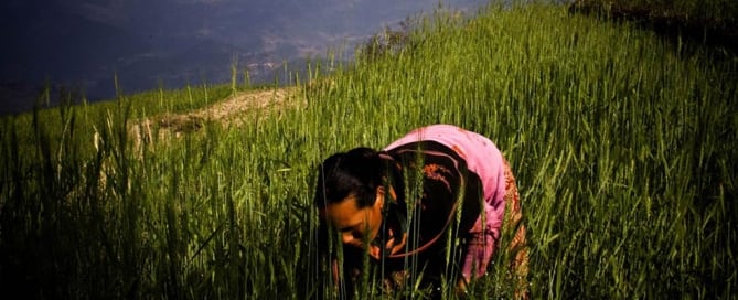 Según la FAO, la utilización mundial del agua, especialmente para fines agrícolas, supera la tasa de crecimiento de la población y es por ello que se necesita aprovechar al máximo los recursos disponibles. Foto: FAO/Saliendra Kharel